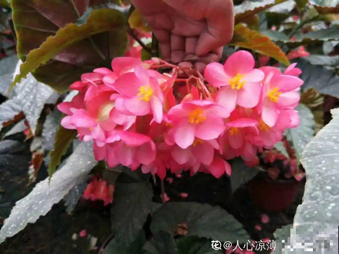 9种耐阴花，适合光照一般家庭，室内养也能开花！