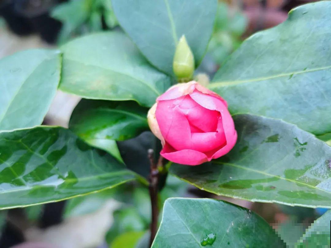 光照不好不要紧，浴霸照一照，花开爆盆！