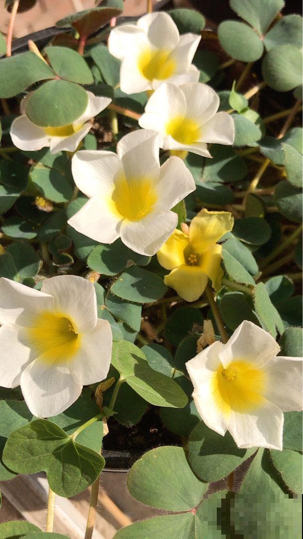 3种花吊起来养，爆盆更容易，阳台也能变成花园