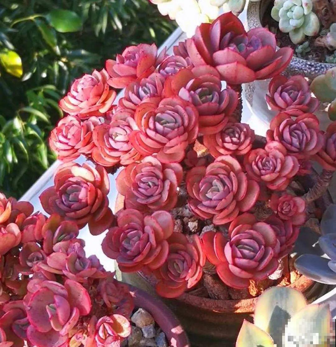 寒潮过后,多肉美出天际,颜色鲜艳明亮,真馋人! 寒潮过后,多肉美出天际,颜色鲜艳明亮,真馋人!