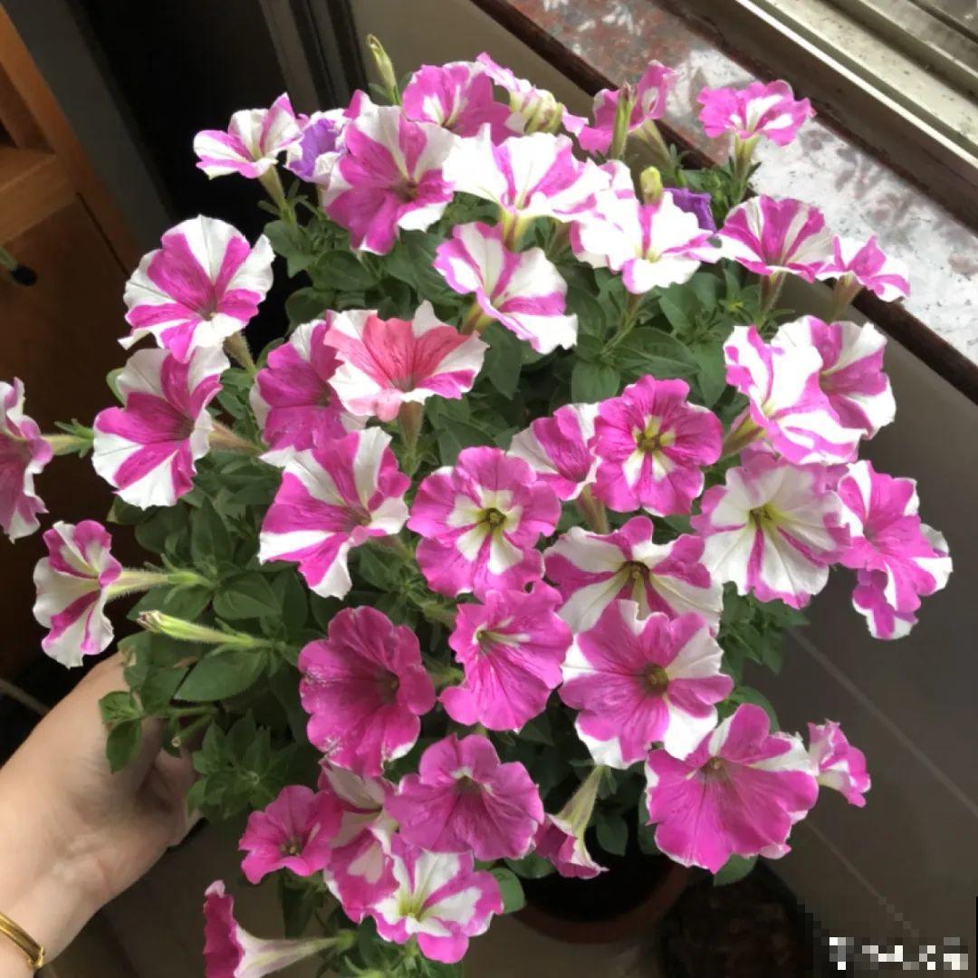 7种“剃头花”，正月下剪刀，下个月就爆盆