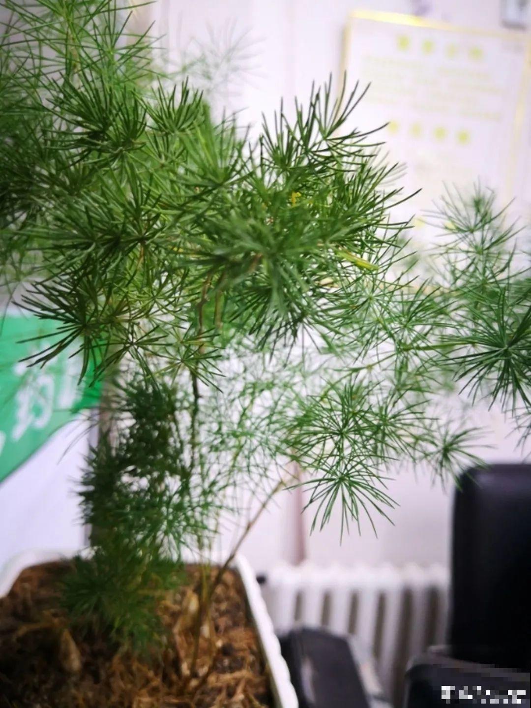 不同的花要摆在不同地方，摆对了才好看，摆错了看着糟心！