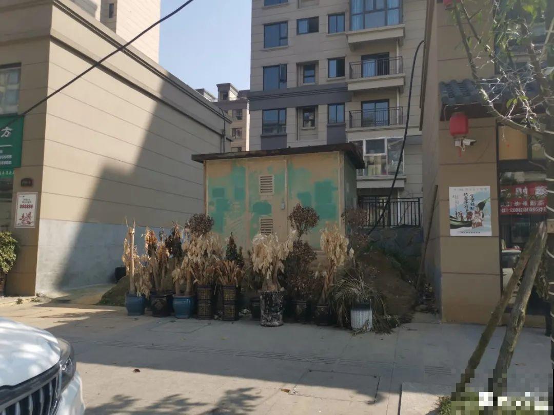 路边别人丢的大花盆，看着眼馋，好想捡回家