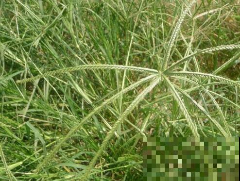 农村常见的牛筋草，小时候拿来喂猪，没想到浑身是宝