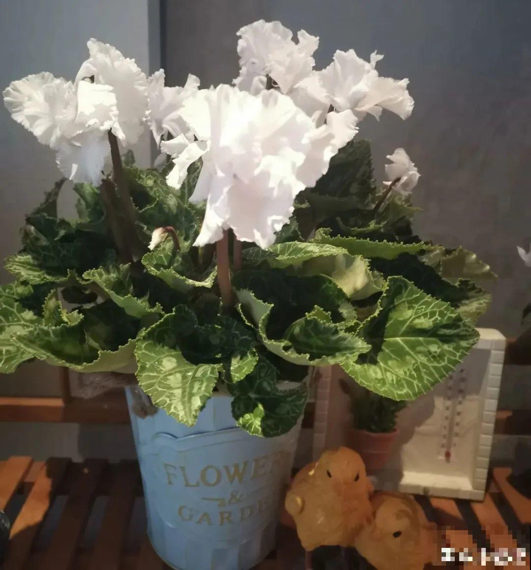 16种高颜值花，冬天耐寒不娇气，新手也能养爆盆