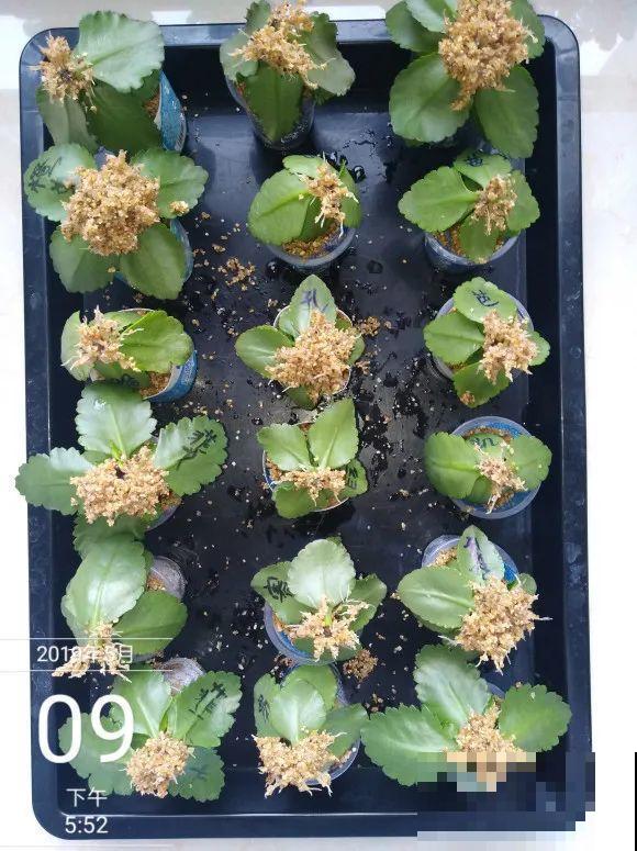 现在扦插超好活，剪根枝，捂3天，冒出狗牙根！