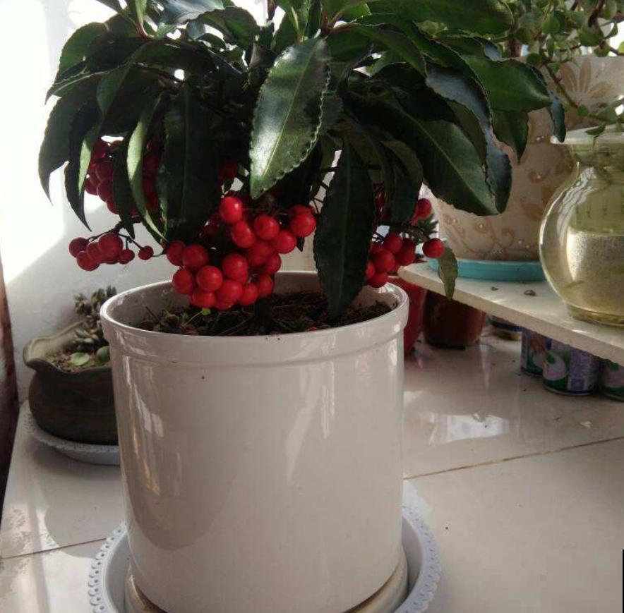 这种花叫红凉伞，结出无数小红果，过年摆着正好！