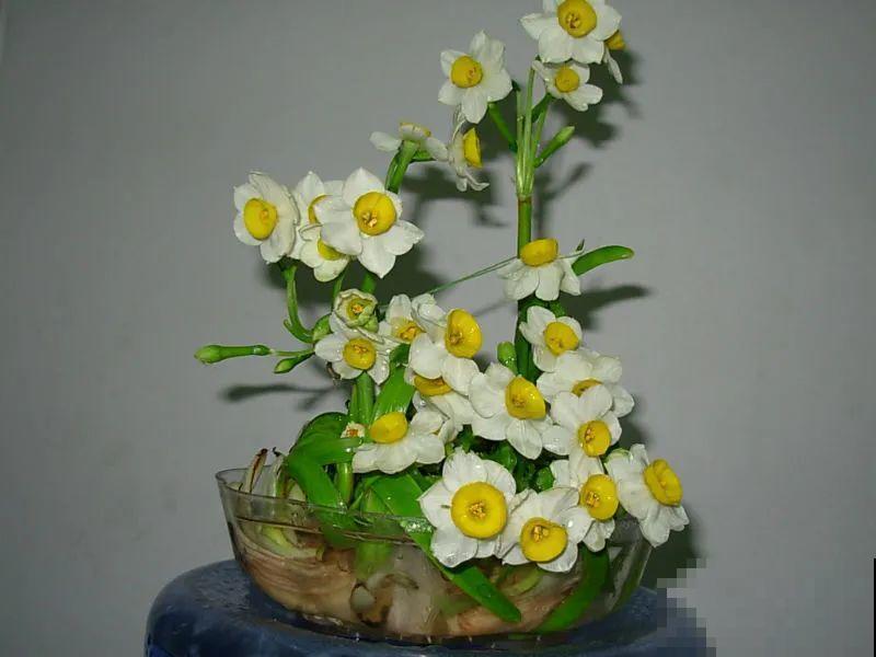 牙签串大蒜，冒充七彩水仙？千万别上当！