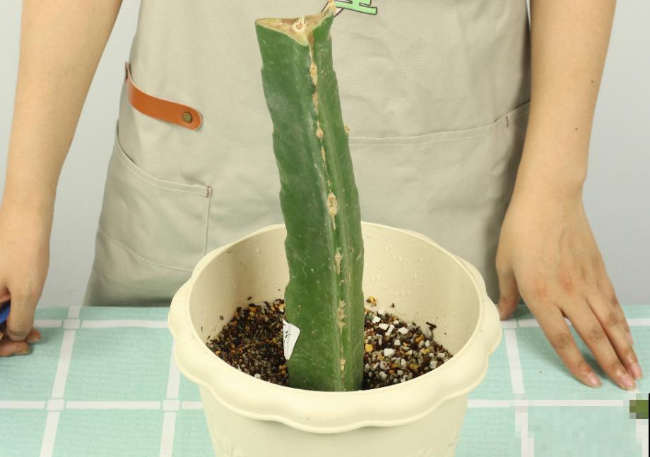 养护蟹爪兰,要注意8个要点,才能开出仙气飘飘花 养护蟹爪兰,要注意8个要点,才能开出仙气飘飘花