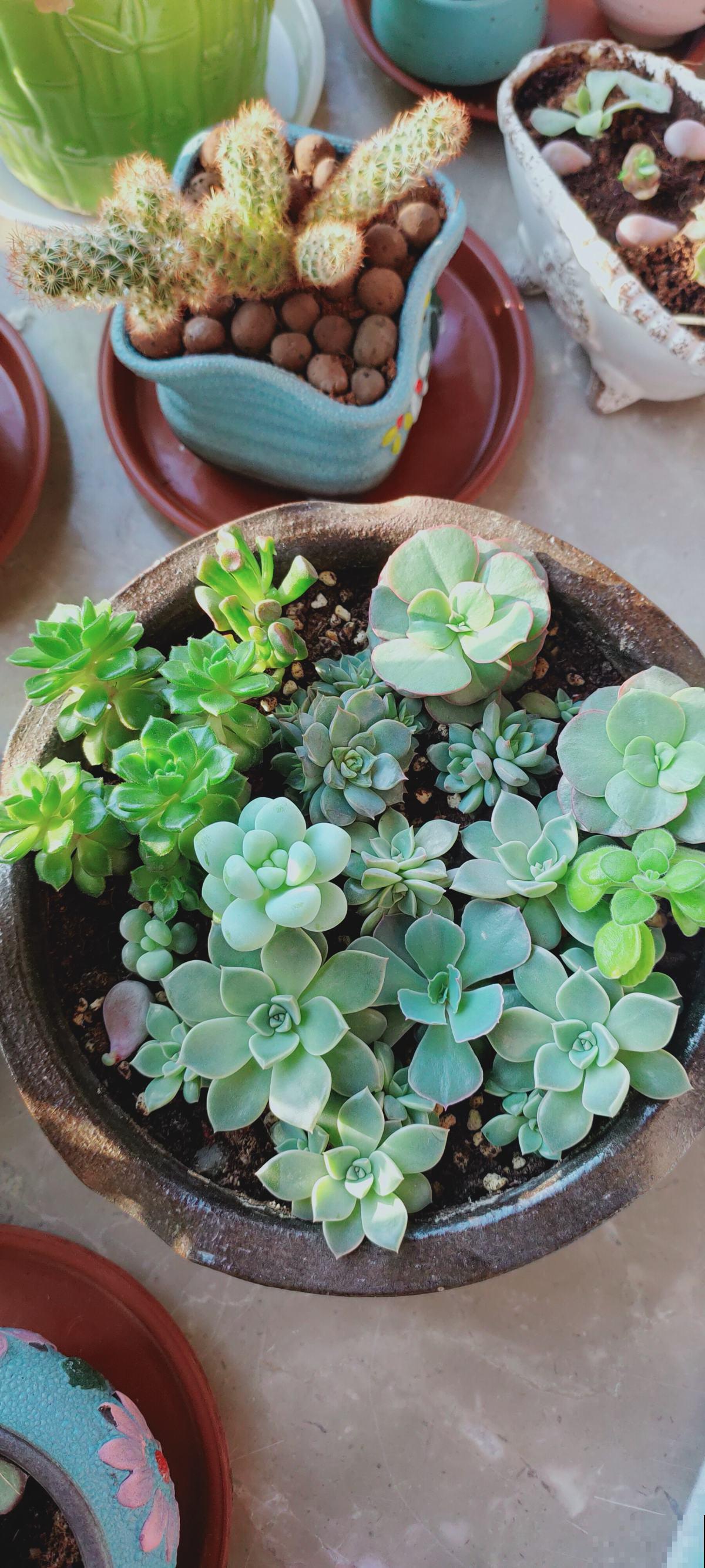 初春养花要沉住气，不能太心急，不然花容易死翘翘