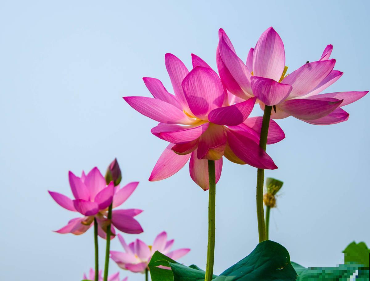 12种幸运花，你是几月出生，最旺你的花就是那它！