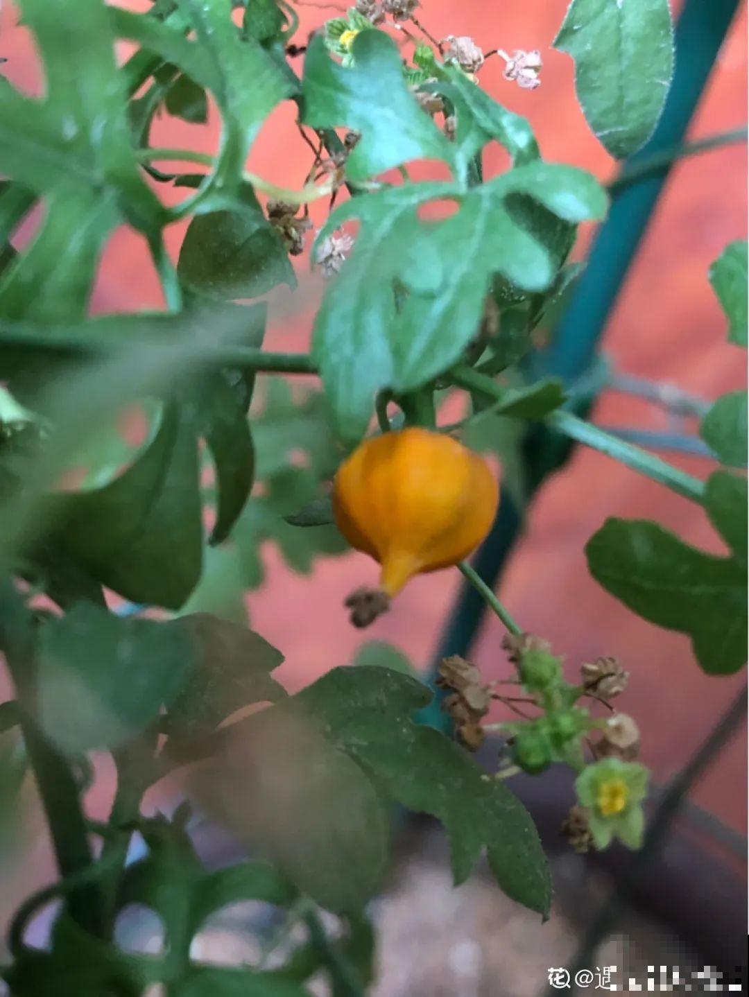 农村树上长出大萝卜?开出灯笼花,价格贵的出奇! 农村树上长出大萝卜?开出灯笼花,价格贵的出奇!