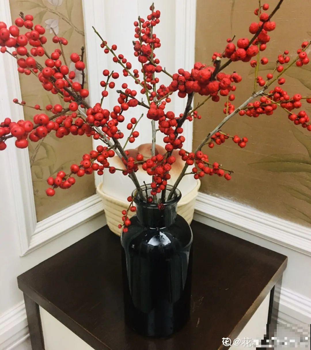 红红火火的过年花,开花特热闹,过年必备! 红红火火的过年花,开花特热闹,过年必备!