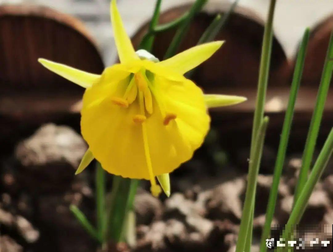 上万块的蟹爪兰，开花像烟花，养过的人不多