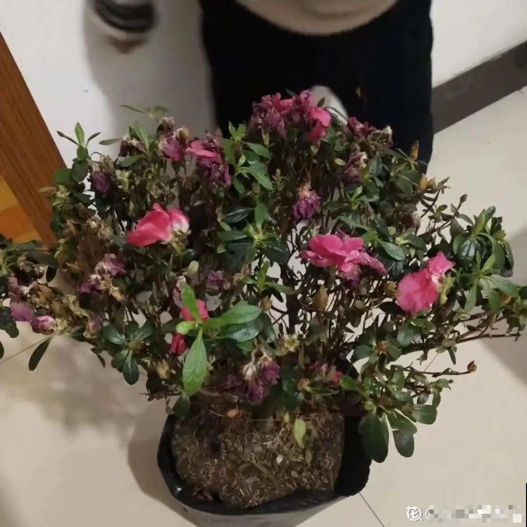 路边别人丢的大花盆，看着眼馋，好想捡回家