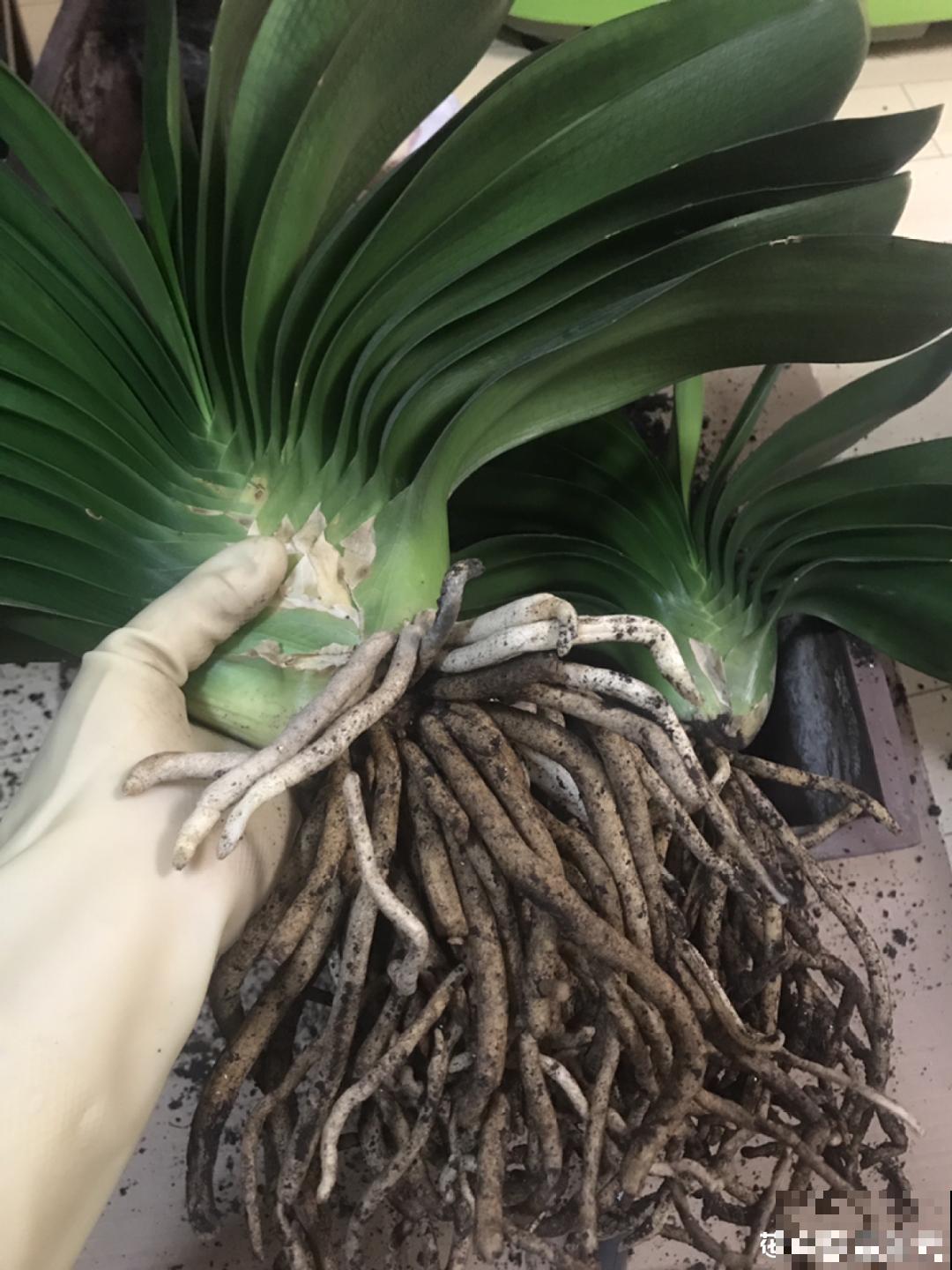 管住手！这几样事少做，花才能安稳过冬！