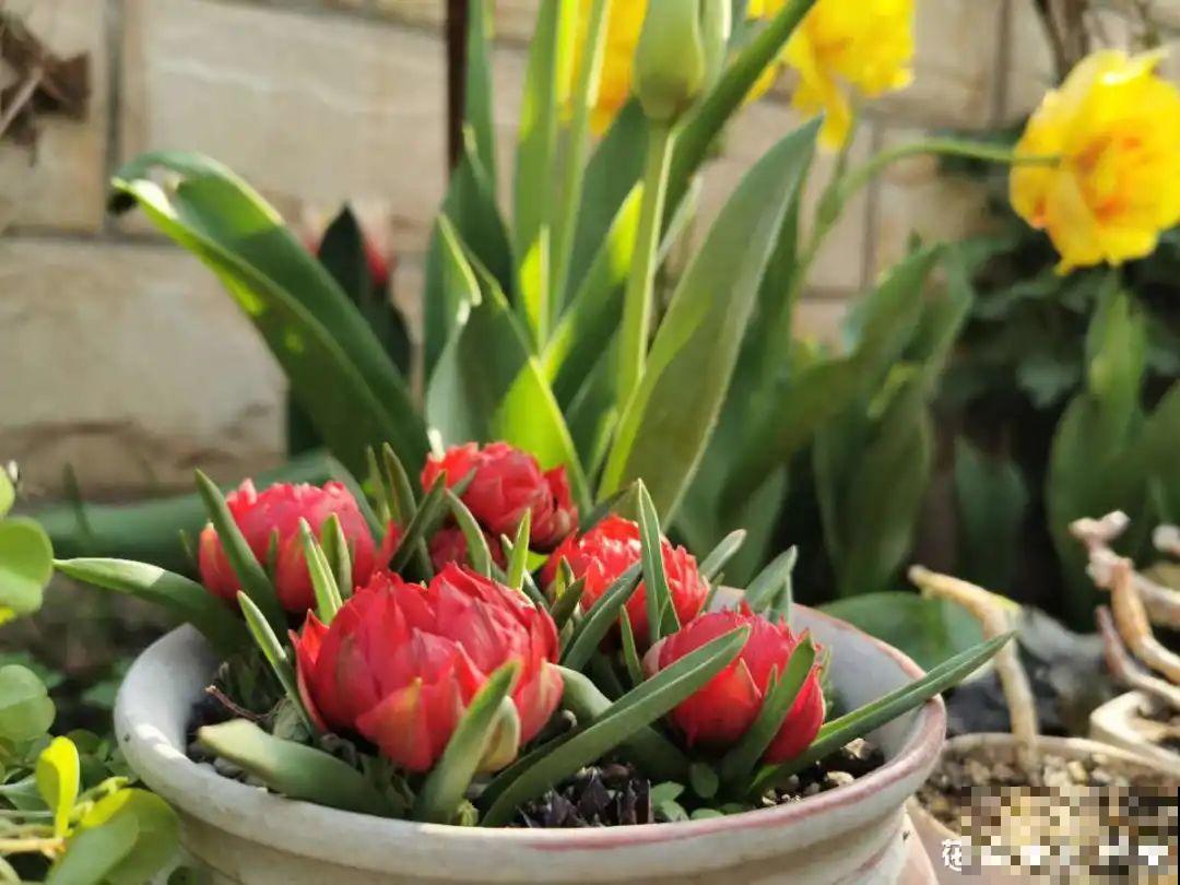 上万块的蟹爪兰，开花像烟花，养过的人不多