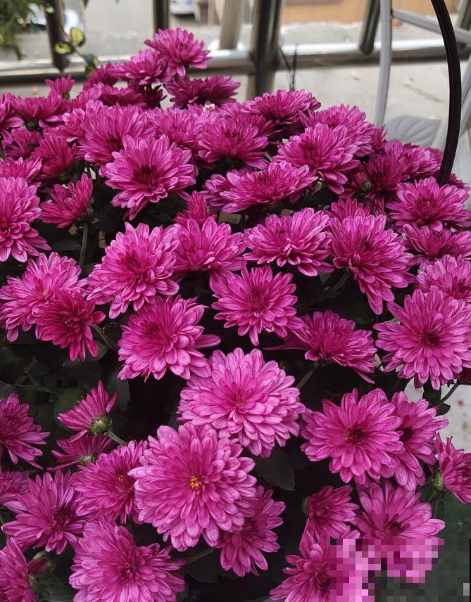 家里养盆千头菊，开花呼呼爆盆，一盆能开上百朵