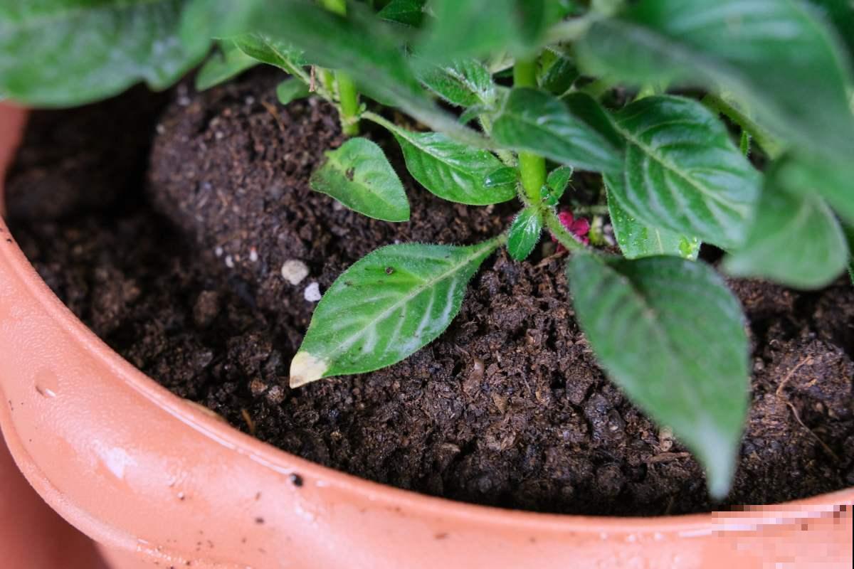 一闪一闪亮晶晶，在家种盆繁星花，开花又多又好看！