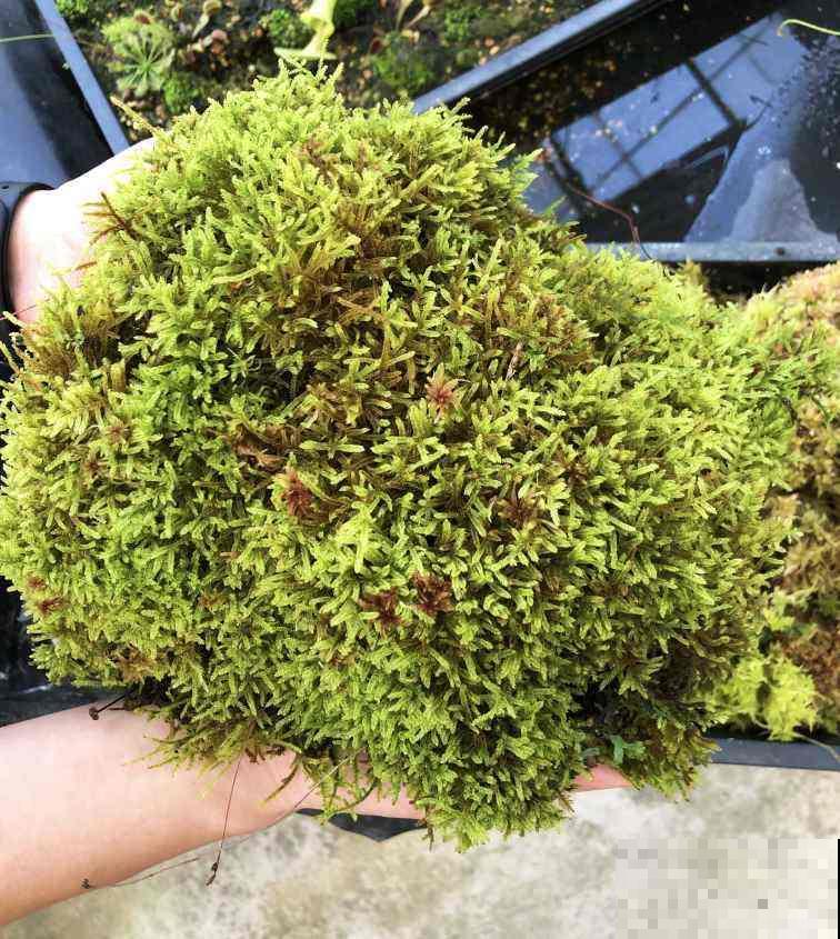 阴暗潮湿角落养4种花，耐阴耐潮湿，开花超美