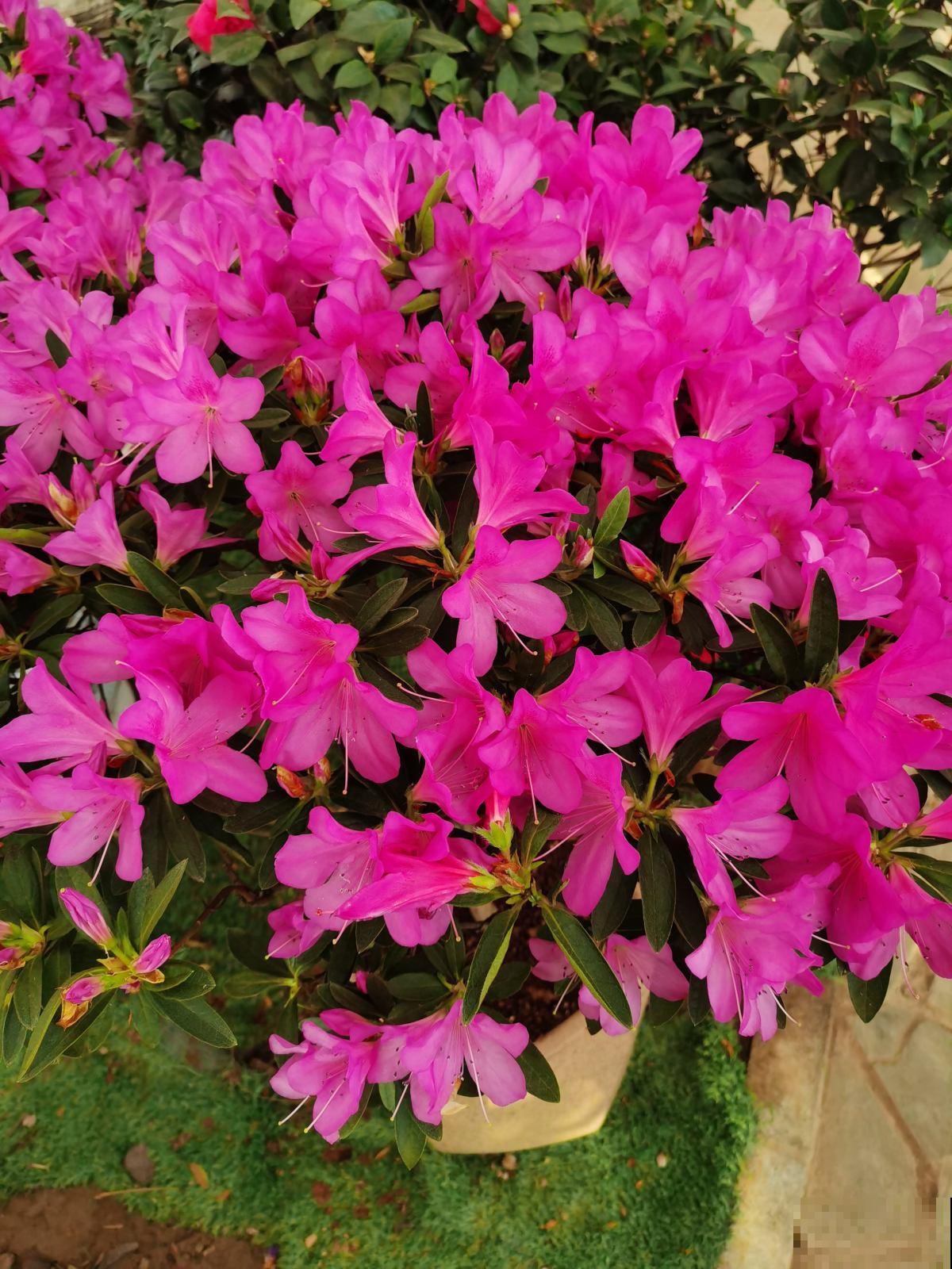 家里养盆守家树，镇宅纳福，一年到头红红火火