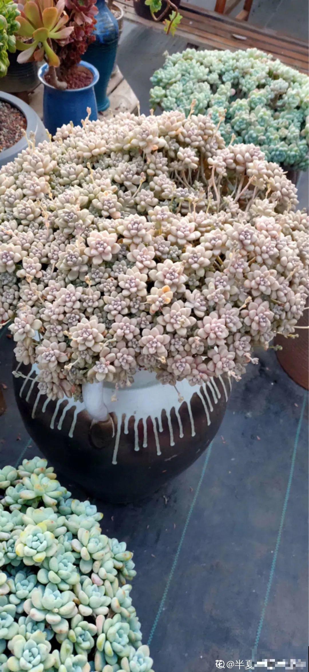 养了多肉10年，都长成了大老桩，身价翻了好多倍