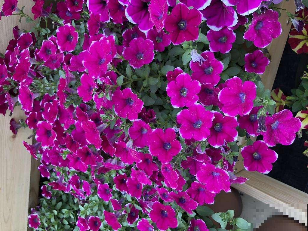 想要养好矮牵牛，这些要点必须掌握，轻松爆成“大花球”