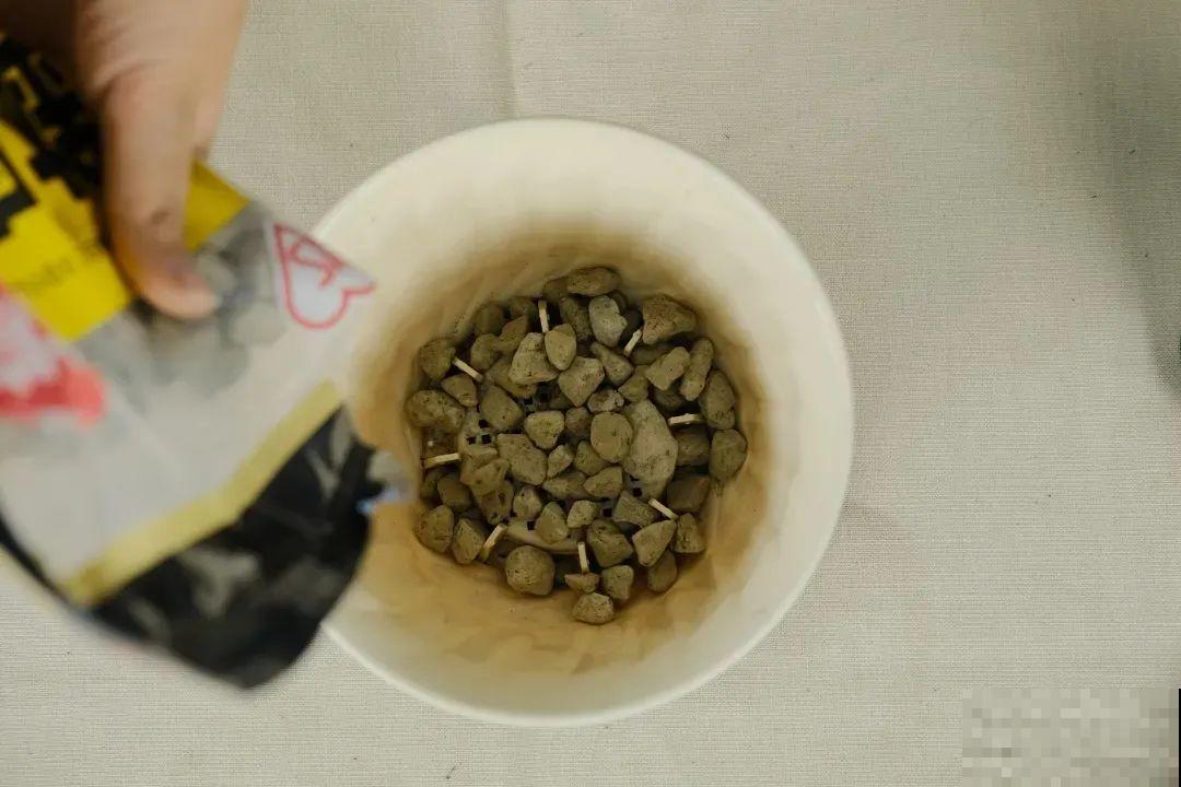 开花比脸大的百合，种下一个球，能爆一大窝球崽！