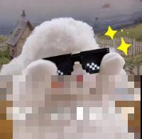 最逗的兰花,开花像人脸,越看越想笑 最逗的兰花,开花像人脸,越看越想笑