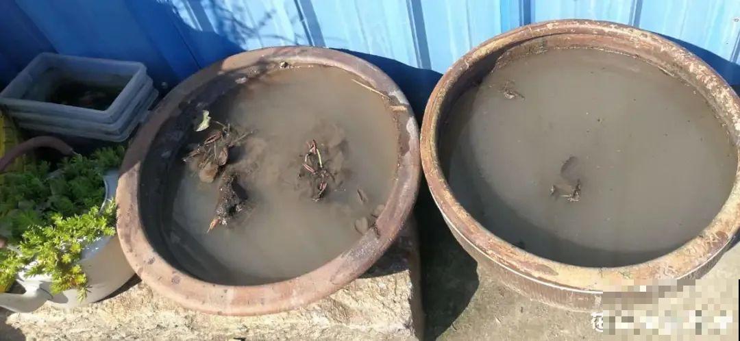 家里养盆“花中睡美人”，一天灌一瓢水，开花多得大缸放不下！