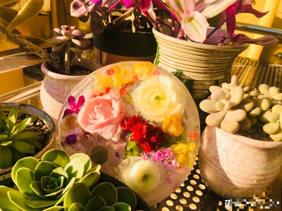 水里摆上花朵，室外冻一冻，简直美翻了！