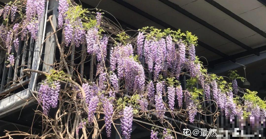 家里有这9种花,一定要冻一个月,才能开花更好看 家里有这9种花,一定要冻一个月,才能开花更好看