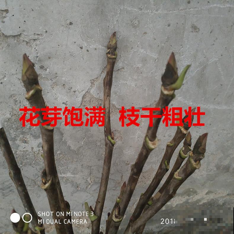 有些花价格越贵,气质越高,网友:配得上这个价钱! 有些花价格越贵,气质越高,网友:配得上这个价钱!