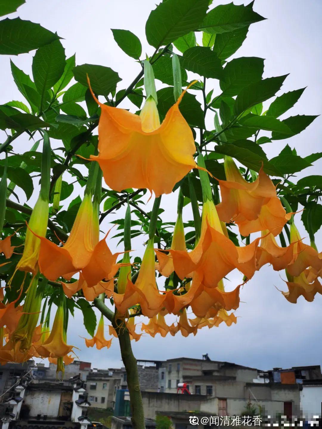 花长得像蔬菜，那也不能吃，有毒的！