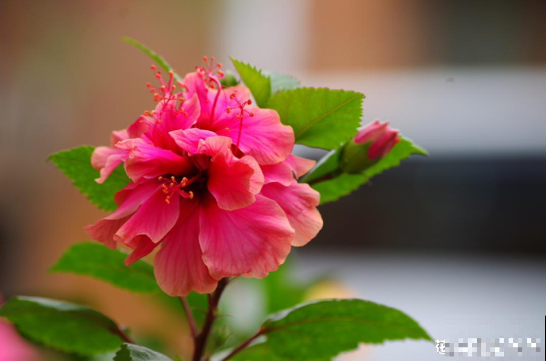 民间十大不吉利花，到底是哪流传来的