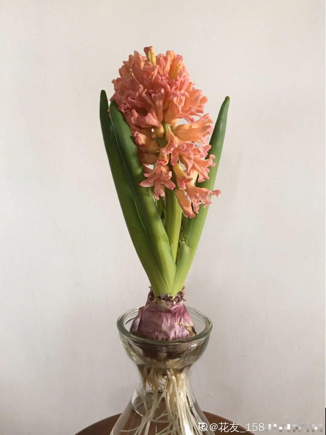 16种高颜值花，冬天耐寒不娇气，新手也能养爆盆