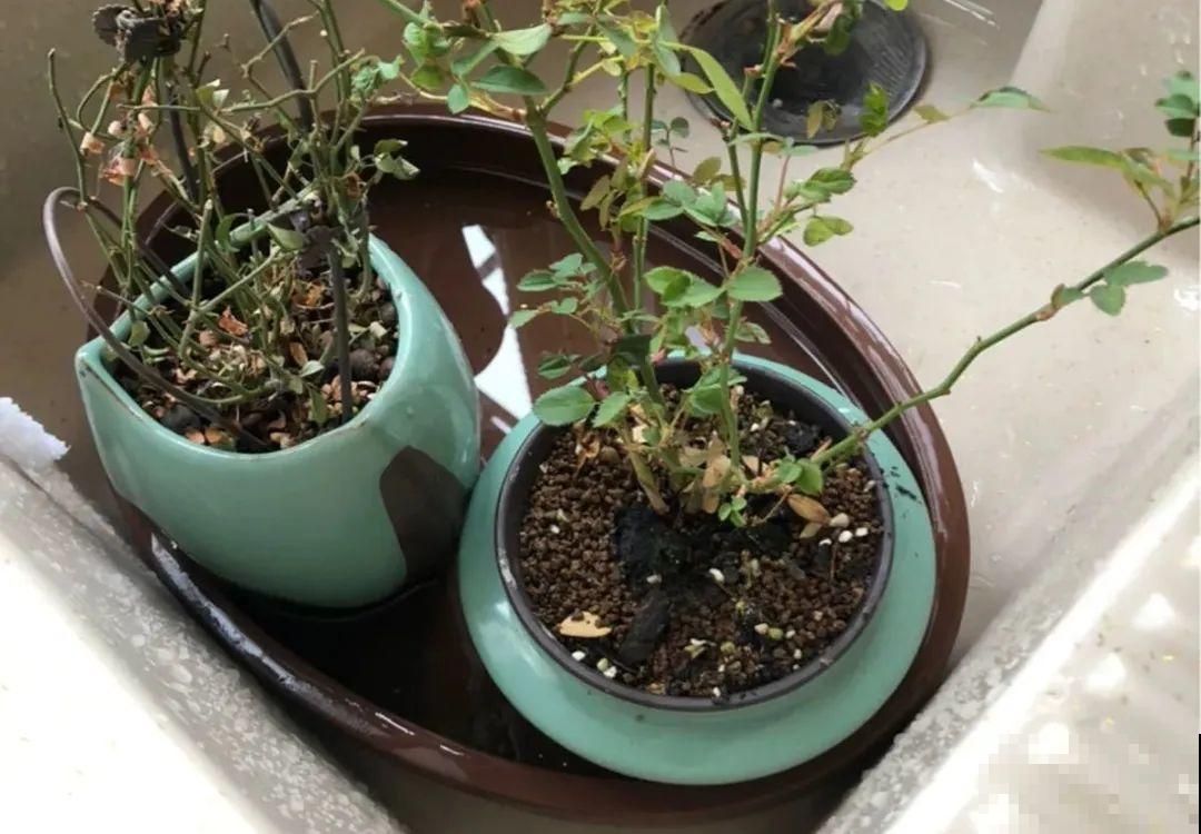 选不对花盆，啥花都被你养死了！