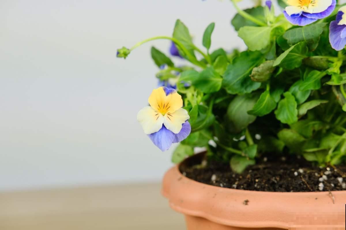 开花美过蝴蝶的角堇，冬天也不要错过，轻松开满盆！