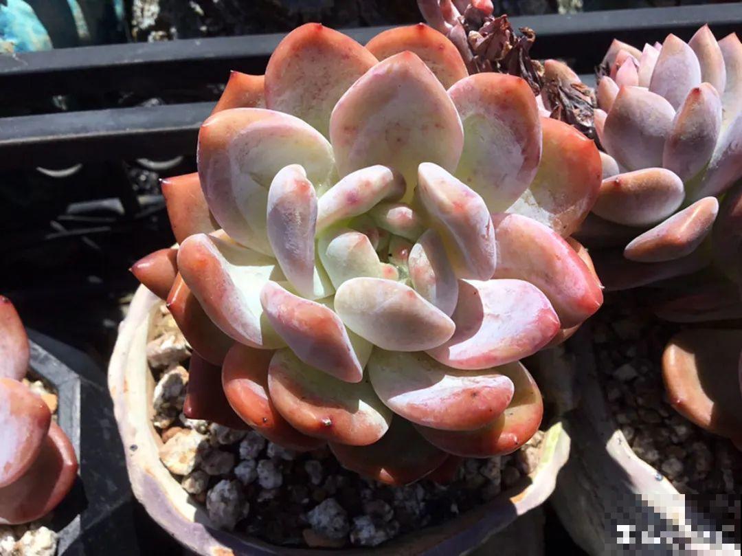 多肉要是养好了，精致得像艺术品，光看就很满足了