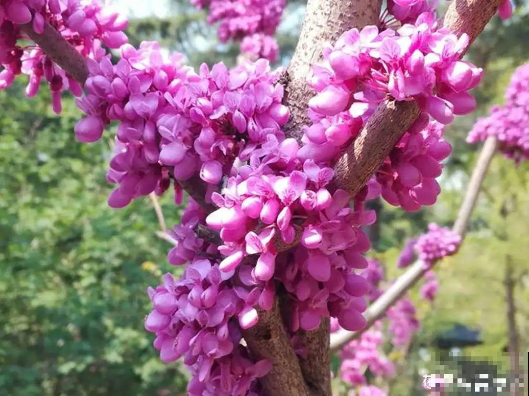 7种花先开花后长叶，颜值超高，养一盆爱一盆