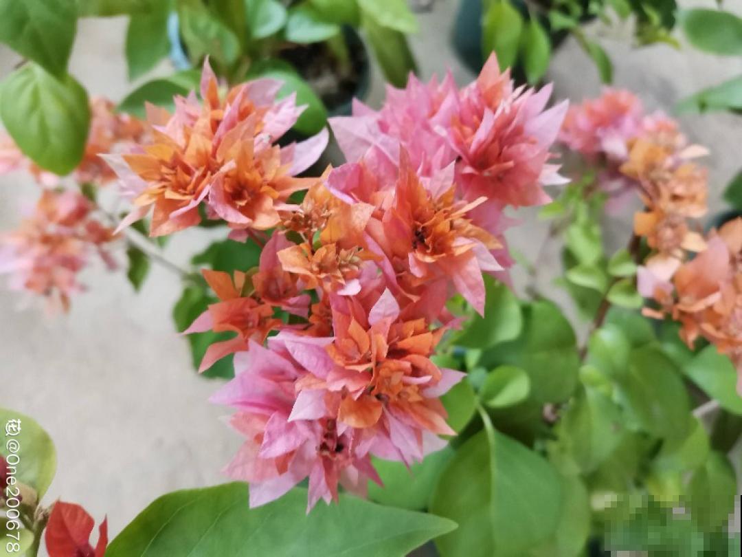 带花芽的枝条不能修剪，未来全是花苞，一剪就亏了