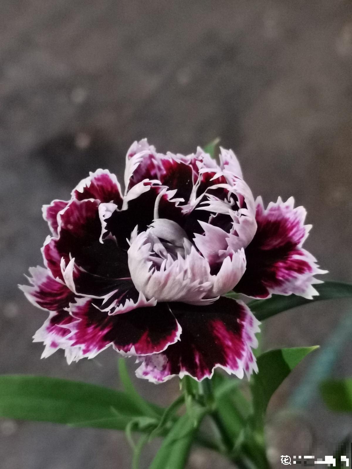 3个养花坏习惯，要赶紧改掉，不然花养得再多也养不好