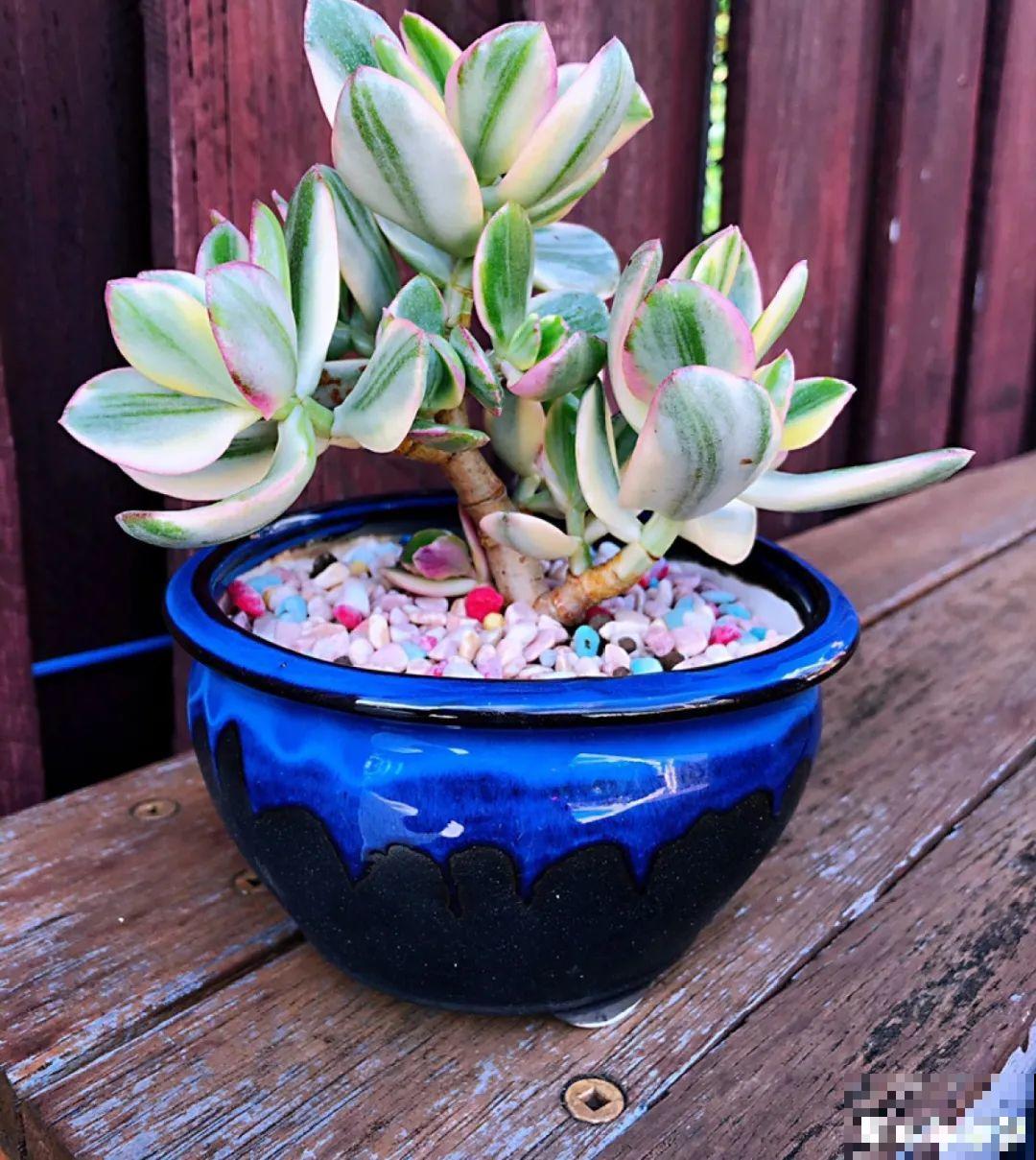 超级耐旱花，整个冬天不浇水，还能胖一圈！