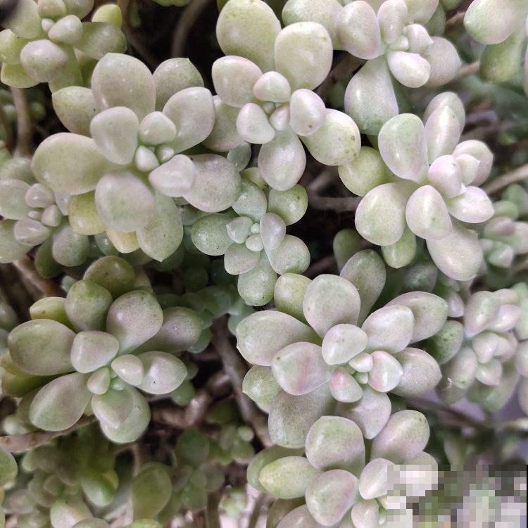 冬天养多肉,叶心的一滴水,就有可能烂叶 冬天养多肉,叶心的一滴水,就有可能烂叶