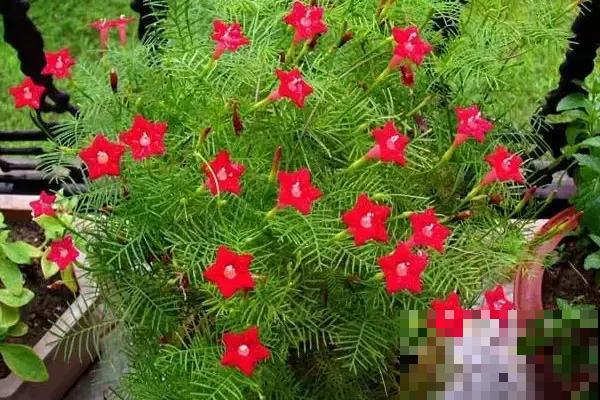 院子里养了一株凌霄花，邻居却不高兴了，非要我们剪掉！