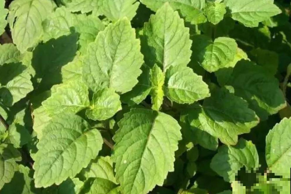 养这5种香草植物，好闻又好看，家里连香料都省了！