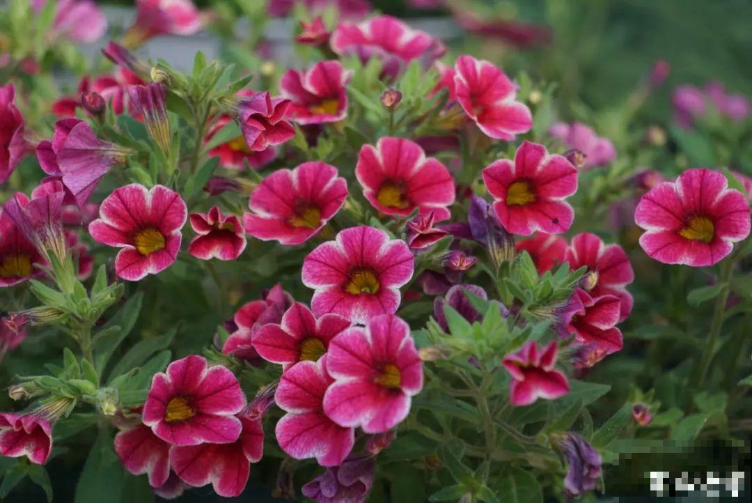 2020年的网红花，养过一半就是大神，你养过几种？