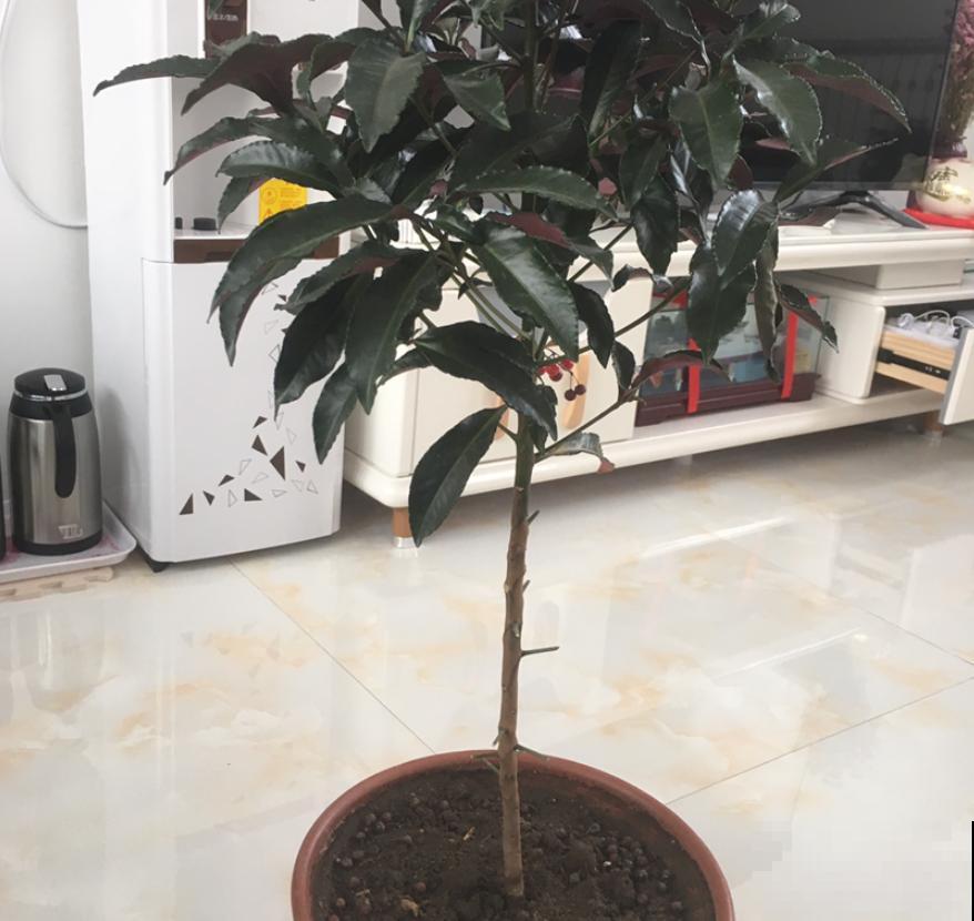 这种花叫红凉伞，结出无数小红果，过年摆着正好！