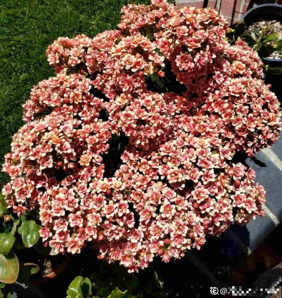 长寿花超全大养护，养爆盆的秘密，全在这里！