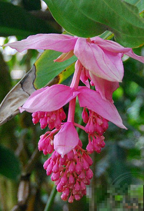 家里养盆“金贵花”，养人养身心，寓意还好